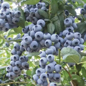Giant Blueberry Fruit Seeds|🫐 Flat 50% Saving🫐