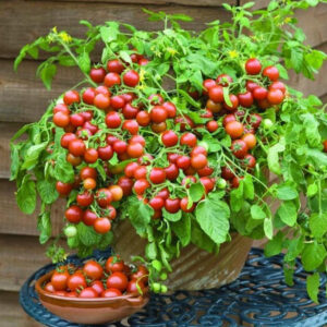 Dwarf Tomatoes Seeds | 🍅 Flat 50% Saving🍅