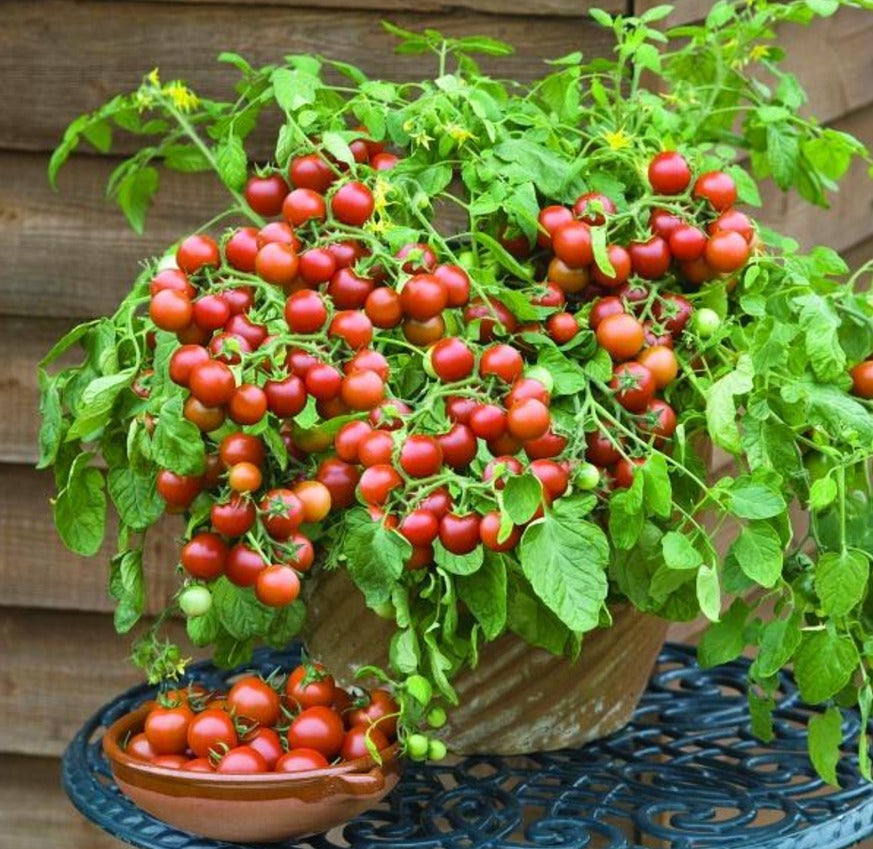 Dwarf Tomatoes Seeds | š
Flat 50% Savingš