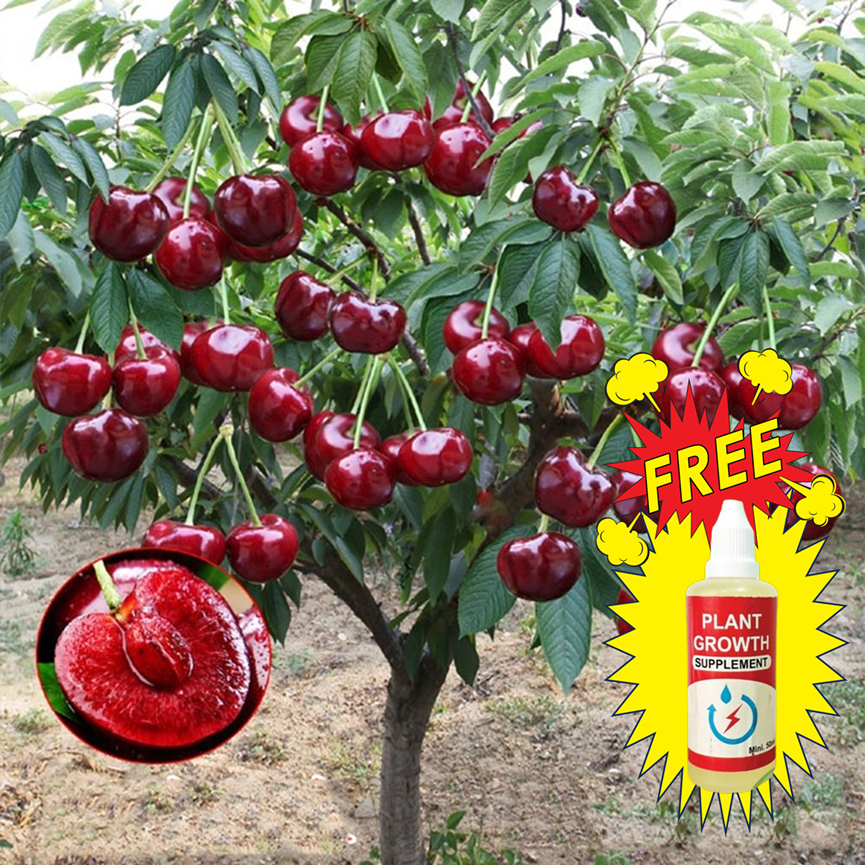 Hybrid Rainier Cherry Fruit Seeds | š„GET PLANT GROWTH SERUM FREE š„